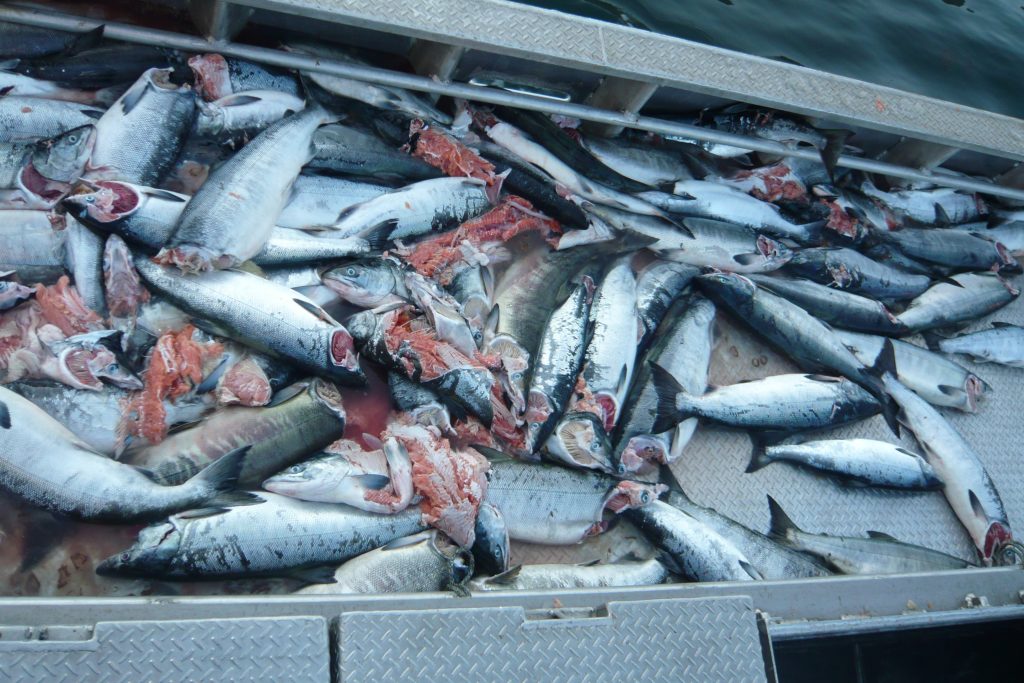 漁業被害