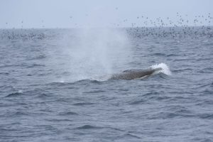 知床のナガスクジラ