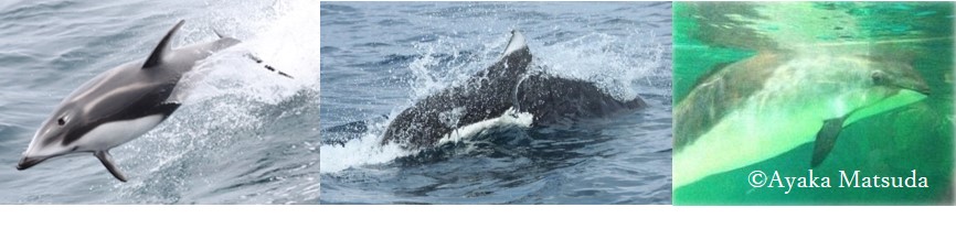 論文採択 道東でのイルカ分布 Hokkaidocean Mammal Team