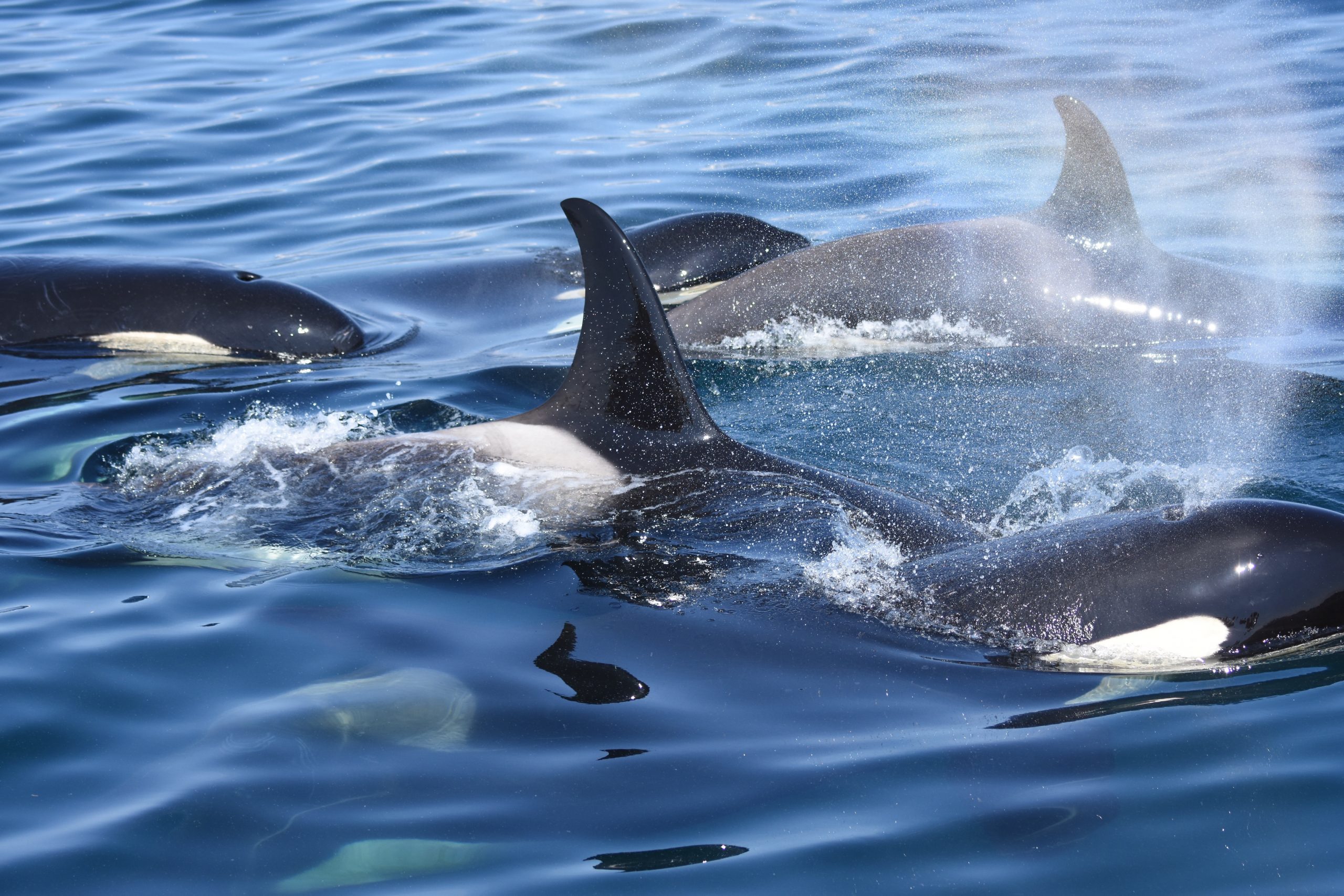 論文採択 Mtdnaハプロタイプによる北海道周辺海域に来遊するシャチの生態型解明 Ocean Mammal Team Wrc Kyoto Univ