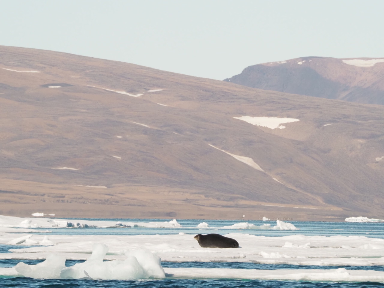 グリーンランド現地調査〜海洋観測編〜 - Ocean Mammal Team 